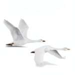 Addison Wesley C Programming Book Object Oriented Design-0