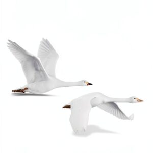 Addison Wesley C Programming Book Object Oriented Design-0